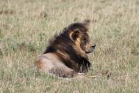 Löwenmännchen &ndash; &copy; Vicky Kern (Eberhardt TRAVEL)