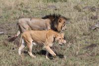 Löwenfamilie &ndash; &copy; Vicky Kern (Eberhardt TRAVEL)