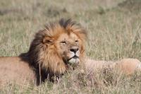 Löwenmännchen &ndash; &copy; Vicky Kern (Eberhardt TRAVEL)