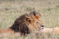 Löwenmännchen &ndash; &copy; Vicky Kern (Eberhardt TRAVEL)