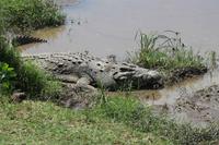 Krokodil &ndash; &copy; Vicky Kern (Eberhardt TRAVEL)