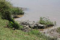 Krokodil &ndash; &copy; Vicky Kern (Eberhardt TRAVEL)