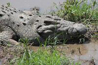 Krokodil &ndash; &copy; Vicky Kern (Eberhardt TRAVEL)