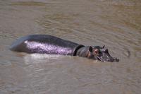 Hippo &ndash; &copy; Vicky Kern (Eberhardt TRAVEL)