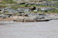 Krokodile &ndash; &copy; Vicky Kern (Eberhardt TRAVEL)