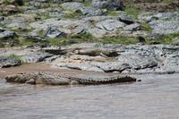 Krokodile &ndash; &copy; Vicky Kern (Eberhardt TRAVEL)