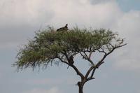 Geier &ndash; &copy; Vicky Kern (Eberhardt TRAVEL)