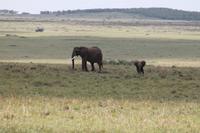 Elefant mit Junge &ndash; &copy; Vicky Kern (Eberhardt TRAVEL)