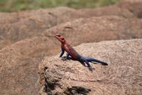 Agama &ndash; &copy; Vicky Kern (Eberhardt TRAVEL)