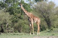 Masai Giraffe &ndash; &copy; Vicky Kern (Eberhardt TRAVEL)