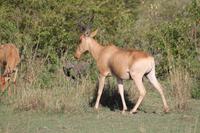 Glanzgazelle &ndash; &copy; Vicky Kern (Eberhardt TRAVEL)