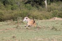 Elandantilope &ndash; &copy; Vicky Kern (Eberhardt TRAVEL)
