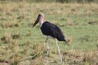 Marabu &ndash; &copy; Vicky Kern (Eberhardt TRAVEL)