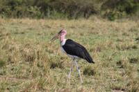 Marabu &ndash; &copy; Vicky Kern (Eberhardt TRAVEL)