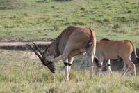 Elandantilope &ndash; &copy; Vicky Kern (Eberhardt TRAVEL)