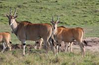 Elandantilopen &ndash; &copy; Vicky Kern (Eberhardt TRAVEL)