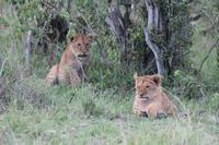 Löwenbabys &ndash; &copy; Vicky Kern (Eberhardt TRAVEL)