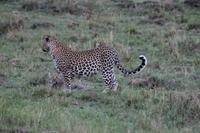 Leopard &ndash; &copy; Vicky Kern (Eberhardt TRAVEL)