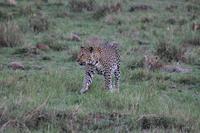 Leopard mit Junge &ndash; &copy; Vicky Kern (Eberhardt TRAVEL)