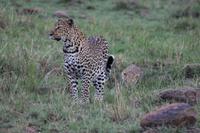 Leopard mit Junge &ndash; &copy; Vicky Kern (Eberhardt TRAVEL)