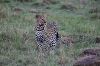 Leopard mit Junge &ndash; &copy; Vicky Kern (Eberhardt TRAVEL)