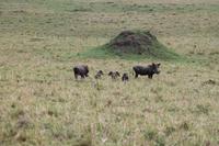 Warzenschweinfamilie &ndash; &copy; Vicky Kern (Eberhardt TRAVEL)