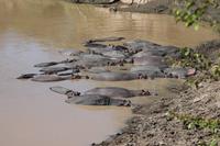 Hippo Pool am Mara Bush Camp &ndash; &copy; Vicky Kern (Eberhardt TRAVEL)