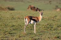 Thompson Gazelle &ndash; &copy; Vicky Kern (Eberhardt TRAVEL)