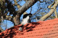 Colobus Affe &ndash; &copy; Vicky Kern (Eberhardt TRAVEL)