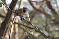 Meerkatze