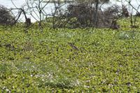 Lake Naivasha &ndash; &copy; Vicky Kern (Eberhardt TRAVEL)