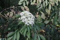 Hollunderblüte &ndash; &copy; Vicky Kern (Eberhardt TRAVEL)