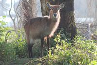 Wasserbock &ndash; &copy; Vicky Kern (Eberhardt TRAVEL)