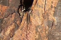 Agama &ndash; &copy; Vicky Kern (Eberhardt TRAVEL)