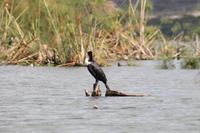 Lake Naivasha &ndash; &copy; Vicky Kern (Eberhardt TRAVEL)