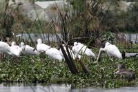 Lake Naivasha &ndash; &copy; Vicky Kern (Eberhardt TRAVEL)