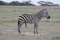 Steppenzebra &ndash; &copy; Vicky Kern (Eberhardt TRAVEL)