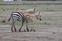 Steppenzebra &ndash; &copy; Vicky Kern (Eberhardt TRAVEL)