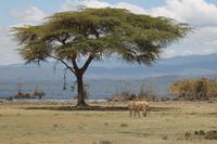 Crescent Island &ndash; &copy; Vicky Kern (Eberhardt TRAVEL)