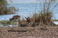 Crescent Island &ndash; &copy; Vicky Kern (Eberhardt TRAVEL)