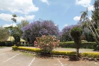 Jacaranda Baum &ndash; &copy; Vicky Kern (Eberhardt TRAVEL)