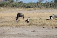 Gnu und Sekretär &ndash; &copy; Vicky Kern (Eberhardt TRAVEL)