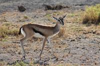 Thompson Gazelle &ndash; &copy; Vicky Kern (Eberhardt TRAVEL)