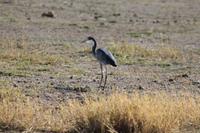 Amboseli Nationalpark &ndash; &copy; Vicky Kern (Eberhardt TRAVEL)
