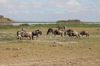 Amboseli Nationalpark &ndash; &copy; Vicky Kern (Eberhardt TRAVEL)