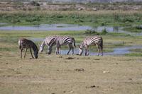Steppenzebras  &ndash; &copy; Vicky Kern (Eberhardt TRAVEL)