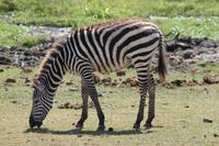 Steppenzebra &ndash; &copy; Vicky Kern (Eberhardt TRAVEL)