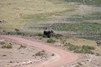 Amboseli Nationalpark &ndash; &copy; Vicky Kern (Eberhardt TRAVEL)