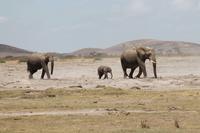 Elefantenfamilie &ndash; &copy; Vicky Kern (Eberhardt TRAVEL)