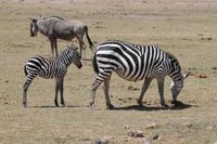 Steppenzebras &ndash; &copy; Vicky Kern (Eberhardt TRAVEL)